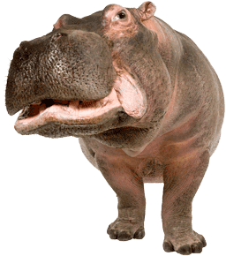 Large hippo